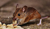 24 Hour & Emergency Exterminators in Ridgefield, CT